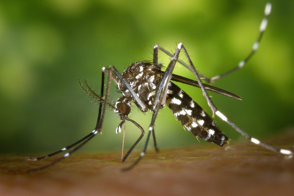 Comment chasser les moustiques naturellement ?